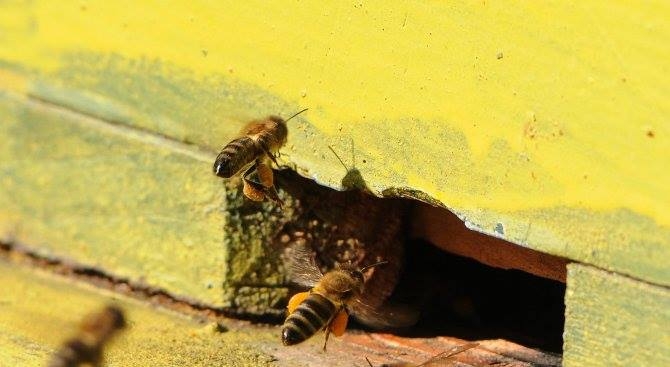 Световен симпозиум по пчеларство HoneydewHoney2018